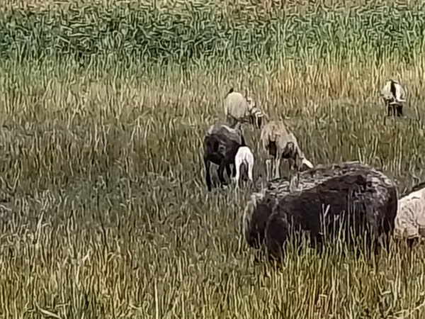 Sheep, Romanov sheep — Moldova
