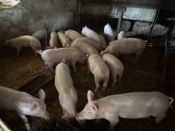 Pigs (batch, sex not specified), 