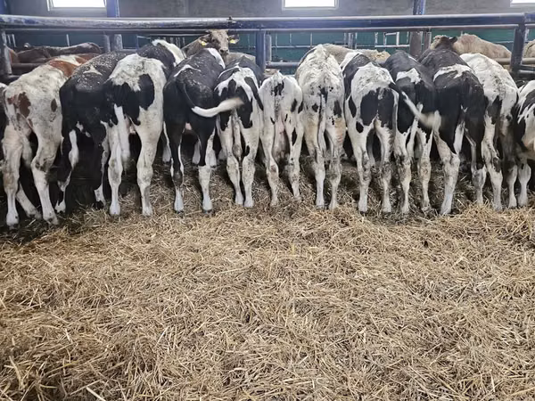 Bull, Russian Black pied cattle