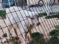 Cabro, Cabras — foto 2
