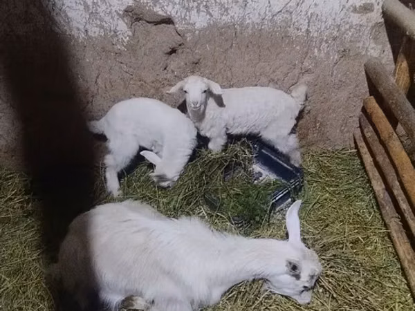 Goat, Alpine goat