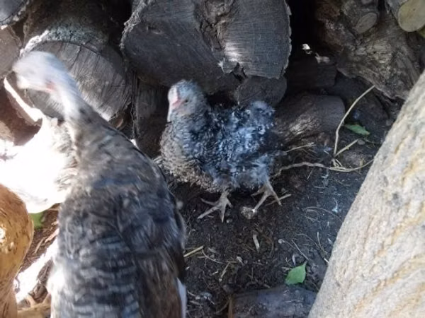 Chickens — Hungary