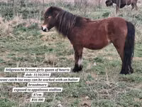 ঘোড়া, Miniature horse — ছবি 7