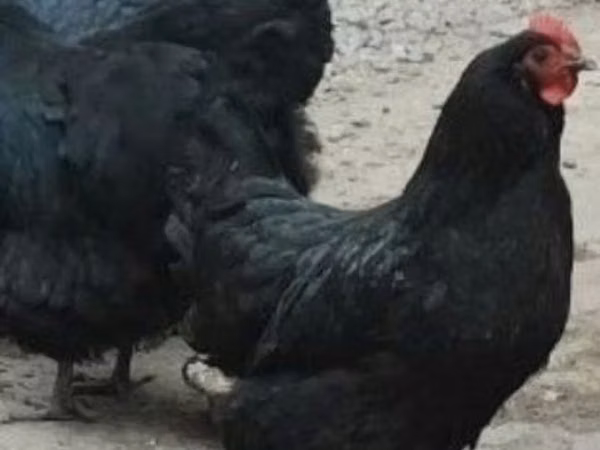 Chickens