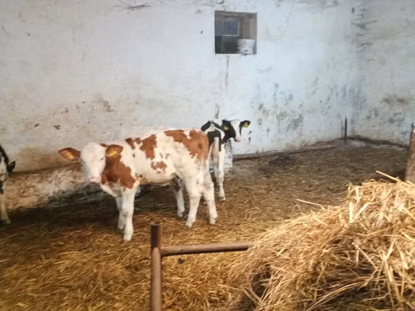 Lo’ (xirmo, jins lama sheegin), Simmental cattle