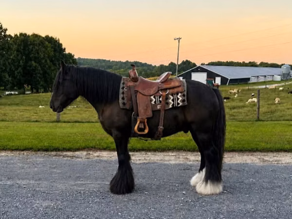 Horse (M), Gypsy horse