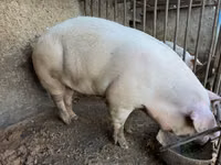 Boar, Pigs — photo 3