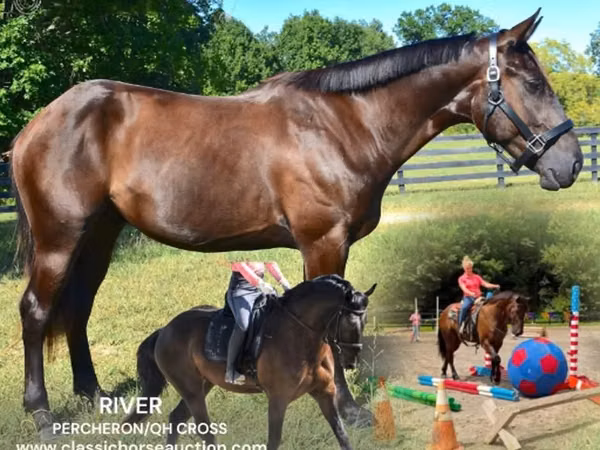 ፈረስ, Percheron