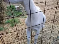 Koza, Saanen goat — zdjęcie 1