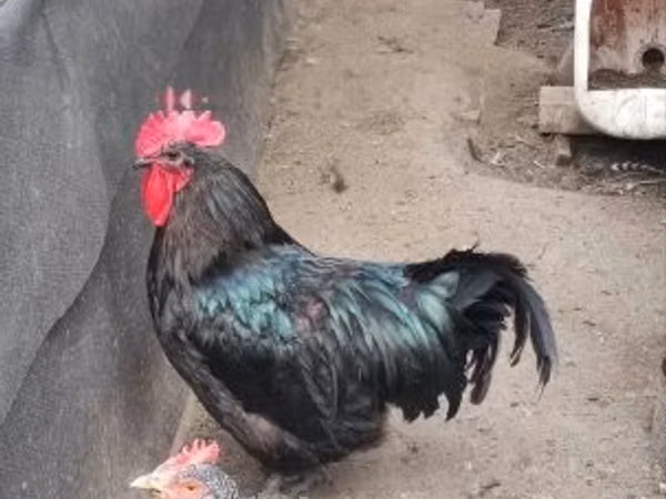 آسترالورپ