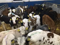 Rundvee (partij, geslacht niet gespecificeerd), Simmental cattle — foto 1