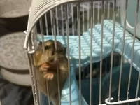 7 ədəd hamster və qəfəs dəsti - Növ: xırda ev heyvanı (hamster) - — फ़ोटो 2