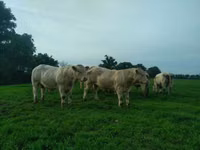 Говбуз, Charolais cattle — акс 2