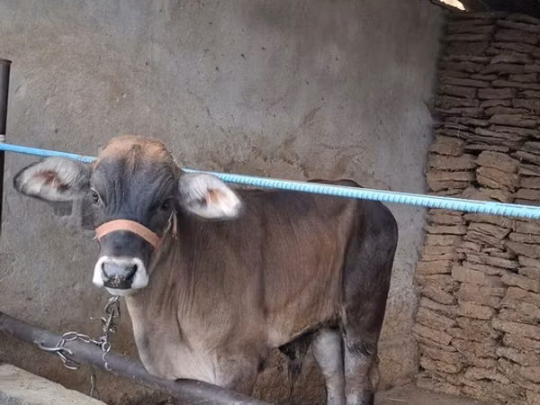 Bull, Brahman — Kyrgyzstan