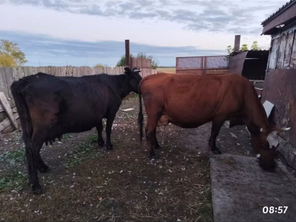 Cow, Cattle — Kazakhstan