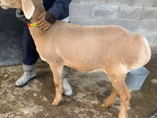 Ovca, Arashan sheep