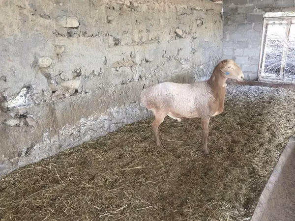 Ram, Rhon sheep — Kyrgyzstan