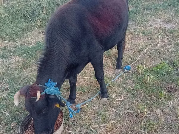 Cow, Cattle — Uzbekistan