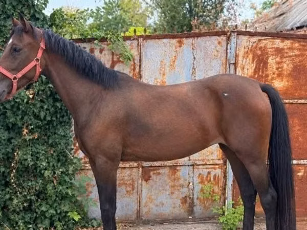 Mare, Horses — Hungary