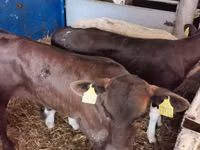 Lembu jantan, Simmental cattle — foto 4