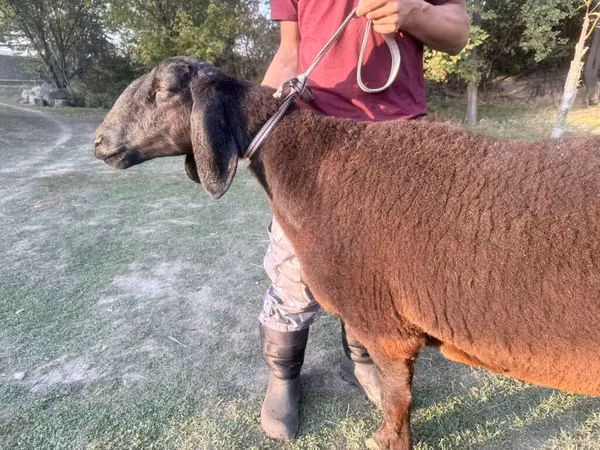 Sheep, Arashan sheep