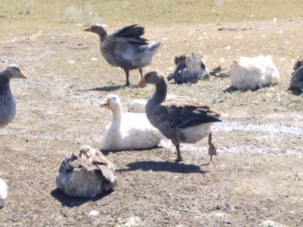 Geese