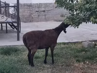 Πρόβατο, Πρόβατα — φωτογραφία 2