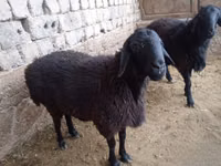 قوچ, گوسفند — عکس 1