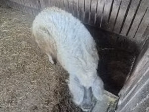 ნეზვი, 