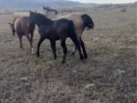 Кобила, Kazakh horse — снимка 1