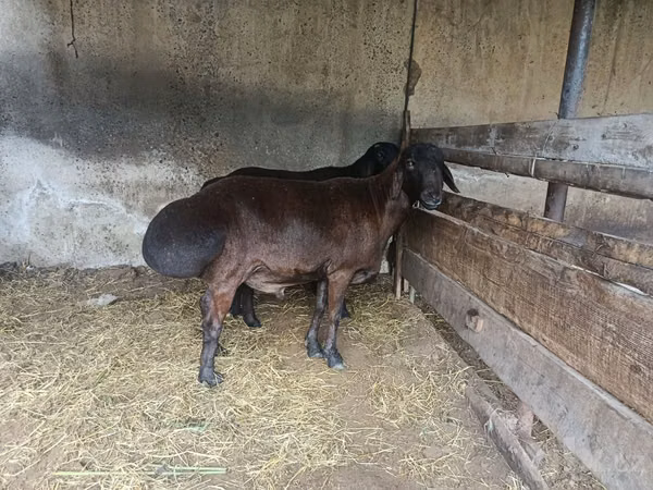 Carnero, Hissar sheep — Uzbekistán