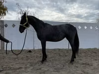 ม้าตัวเมีย, Friesian — รูปภาพ 8