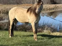 اسب نر, Rocky Mountain Horse — عکس 6