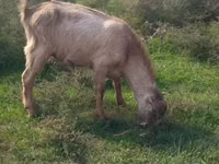 Billy Goat, LaMancha goats — photo 2