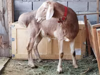 Ram, Rhon sheep — photo 2