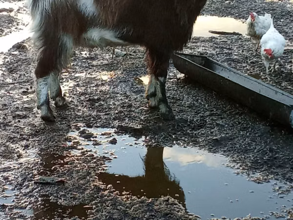 Jarac, Alpine goat — Казахстан