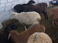 Ram, Hissar sheep — photo 2