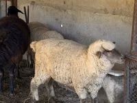 قوچ, گوسفند — عکس 2