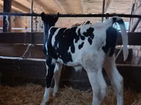 Banteng, Holstein breed — foto 2