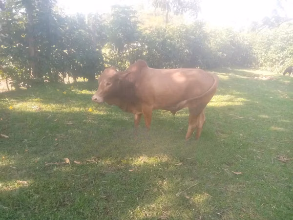 Taureau, Brahmane