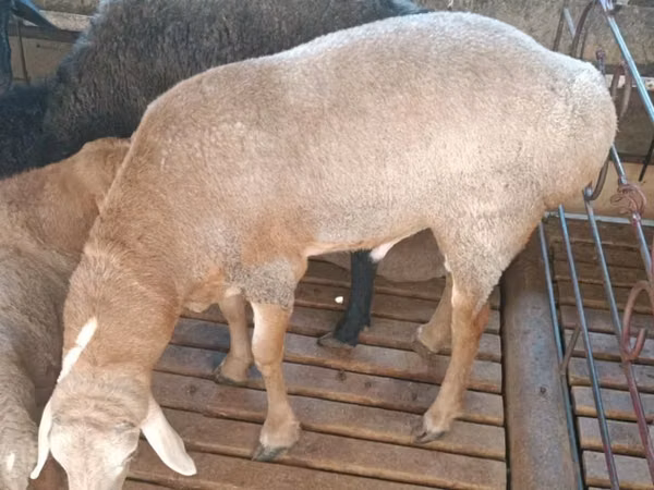 Kambing jantan, Sheep — Uzbekistan