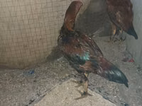 Chickens — photo 4