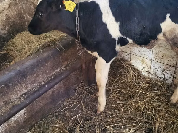 Bull, Holstein breed — Poland