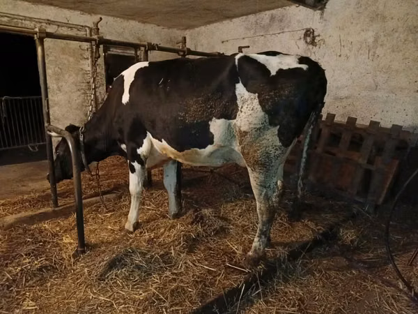 गाय, Russian Black pied cattle — पोलैंड