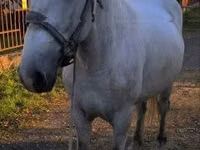 Horse (M), Horses — photo 6
