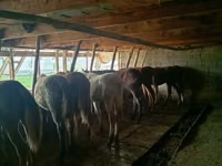 Koně (série, pohlaví neuvedeno), Koně — foto 4