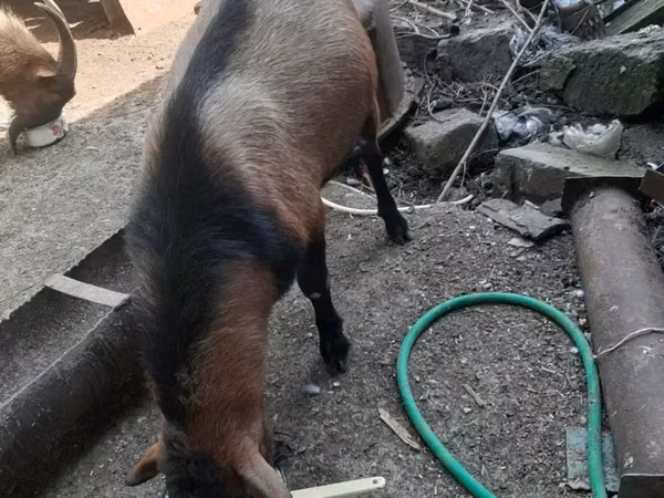 Kambing jantan, Alpine goat — Armenia