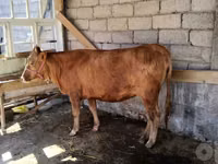 Vache, Bovins — photo 4