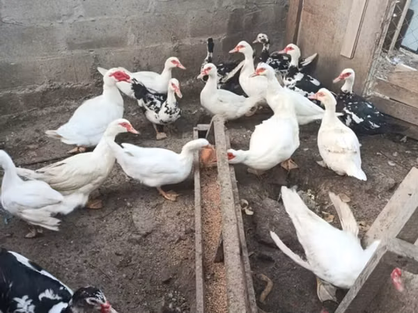 Ducks — Azerbaijan