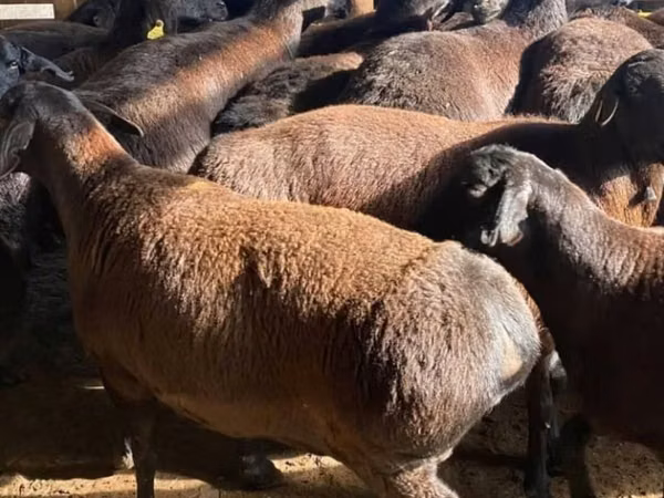 Ram, Sheep — Kazakhstan